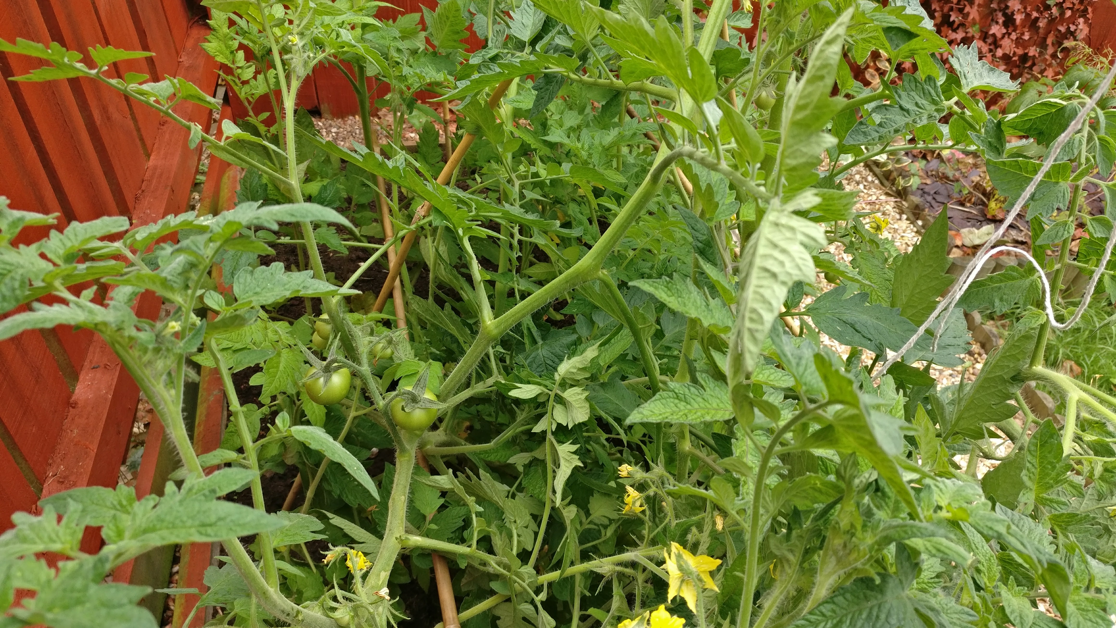 tomatoes having grown and fruited