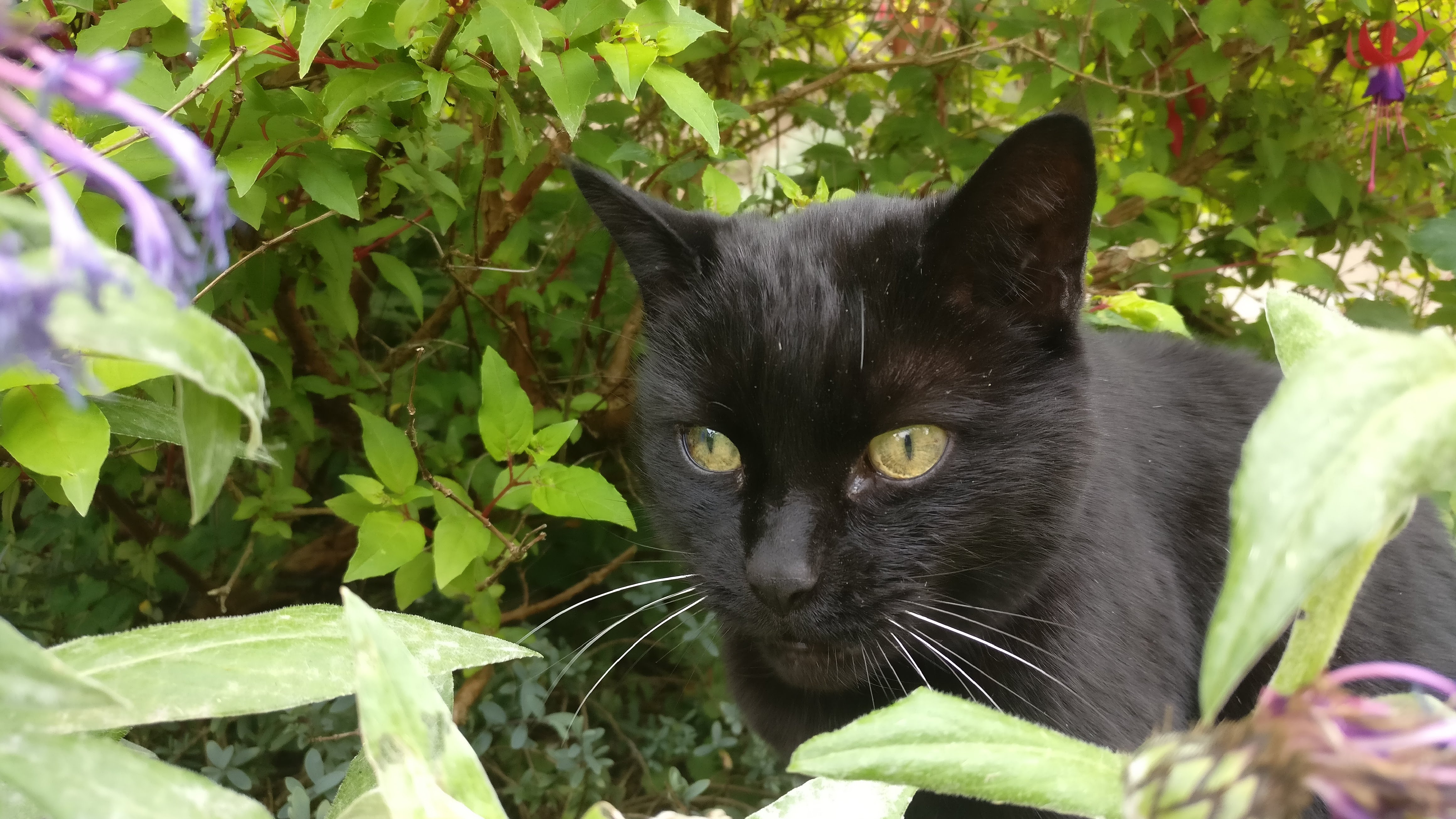 Tabitha the cat
